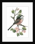 Long tailed tit and cherry blossom by Nell Hill