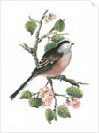 Long tailed tit and cherry blossom by Nell Hill