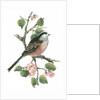 Long tailed tit and cherry blossom by Nell Hill