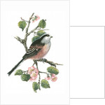 Long tailed tit and cherry blossom by Nell Hill