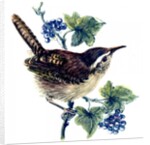 Wren in the ivy by Nell Hill