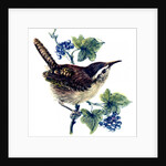 Wren in the ivy by Nell Hill