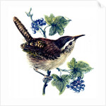 Wren in the ivy by Nell Hill
