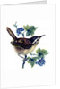 Wren in the ivy by Nell Hill