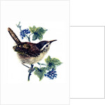 Wren in the ivy by Nell Hill