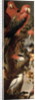 Macaws and Parrots by Frans Snyders or Snijders