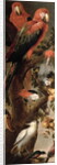 Macaws and Parrots by Frans Snyders or Snijders