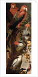 Macaws and Parrots by Frans Snyders or Snijders