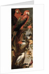 Macaws and Parrots by Frans Snyders or Snijders