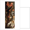 Macaws and Parrots by Frans Snyders or Snijders