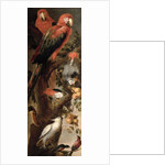 Macaws and Parrots by Frans Snyders or Snijders