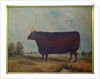 A North Devon Ox in a Landscape, 1837 by William Carmichael Baker
