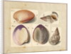 Clam and Sea Snail: Venus Mercenaria Linnaei, Buccino glacioli Linnaei, 1785 by German School