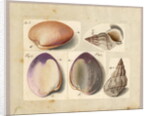 Clam and Sea Snail: Venus Mercenaria Linnaei, Buccino glacioli Linnaei, 1785 by German School