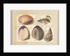 Clam and Sea Snail: Venus Mercenaria Linnaei, Buccino glacioli Linnaei, 1785 by German School