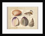 Clam and Sea Snail: Venus Mercenaria Linnaei, Buccino glacioli Linnaei, 1785 by German School