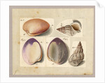 Clam and Sea Snail: Venus Mercenaria Linnaei, Buccino glacioli Linnaei, 1785 by German School