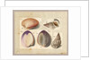 Clam and Sea Snail: Venus Mercenaria Linnaei, Buccino glacioli Linnaei, 1785 by German School