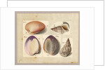 Clam and Sea Snail: Venus Mercenaria Linnaei, Buccino glacioli Linnaei, 1785 by German School