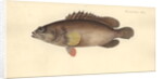 Alphestes afer, before 1793 by German School