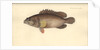 Alphestes afer, before 1793 by German School