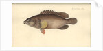 Alphestes afer, before 1793 by German School
