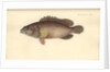 Alphestes afer, before 1793 by German School