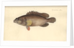 Alphestes afer, before 1793 by German School
