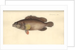 Alphestes afer, before 1793 by German School