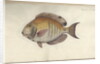 Chaetodon chirurgus, before 1787 by Friedrich August Kruger