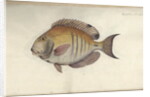 Chaetodon chirurgus, before 1787 by Friedrich August Kruger