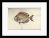 Chaetodon chirurgus, before 1787 by Friedrich August Kruger