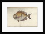 Chaetodon chirurgus, before 1787 by Friedrich August Kruger