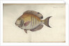 Chaetodon chirurgus, before 1787 by Friedrich August Kruger
