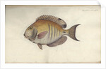 Chaetodon chirurgus, before 1787 by Friedrich August Kruger