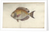 Chaetodon chirurgus, before 1787 by Friedrich August Kruger