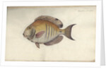 Chaetodon chirurgus, before 1787 by Friedrich August Kruger