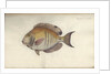 Chaetodon chirurgus, before 1787 by Friedrich August Kruger