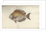 Chaetodon chirurgus, before 1787 by Friedrich August Kruger