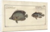 Chaetodon ocellatus, before 1790 by Friedrich August Kruger