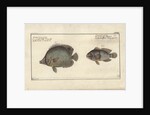 Chaetodon ocellatus, before 1790 by Friedrich August Kruger