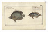 Chaetodon ocellatus, before 1790 by Friedrich August Kruger