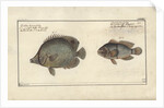 Chaetodon ocellatus, before 1790 by Friedrich August Kruger