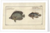 Chaetodon ocellatus, before 1790 by Friedrich August Kruger