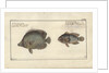 Chaetodon ocellatus, before 1790 by Friedrich August Kruger