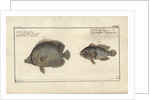 Chaetodon ocellatus, before 1790 by Friedrich August Kruger