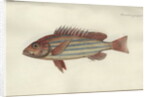 Lutjanus quinquelineatus, before 1790 by Johann Friedrich Hennig
