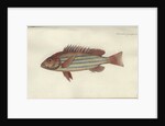 Lutjanus quinquelineatus, before 1790 by Johann Friedrich Hennig