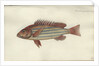 Lutjanus quinquelineatus, before 1790 by Johann Friedrich Hennig