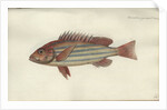 Lutjanus quinquelineatus, before 1790 by Johann Friedrich Hennig